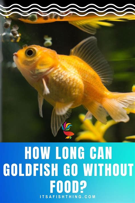 These fish can typically survive for about 1-2 weeks without food. On the other hand, larger fish species such as goldfish and koi have a slower metabolic rate and can go without food for longer periods of time, ranging from 2-4 weeks. Related: How Long Can Goldfish Live? Factors Affecting Lifespan And Lifespan Expectations For …
